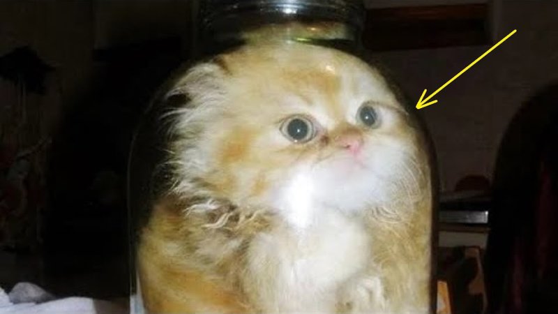 Котик с банкой на голове