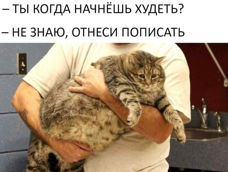Толстый кот на руках
