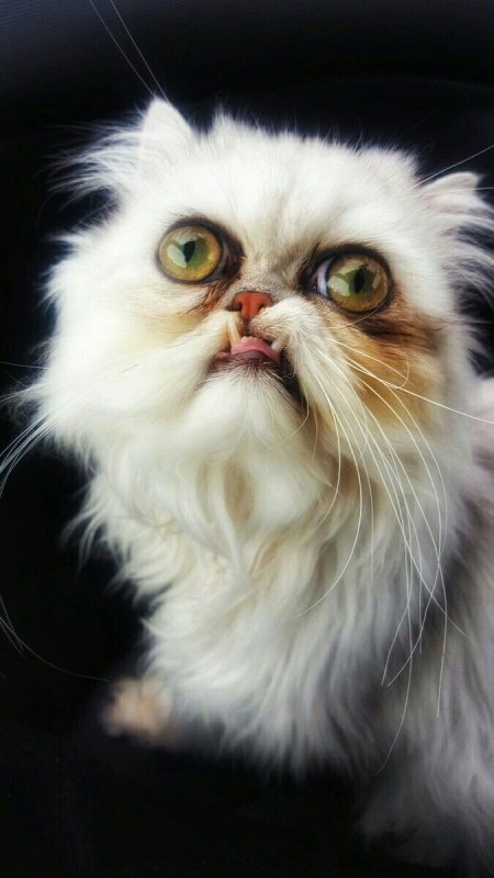 Кот Персидская шиншилла Вилфред