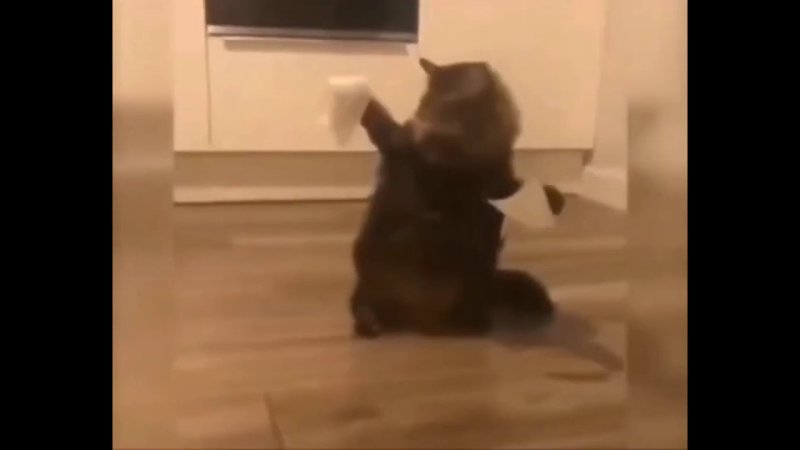 Котик с скотчем на лапках