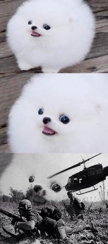 Кот флешбеки