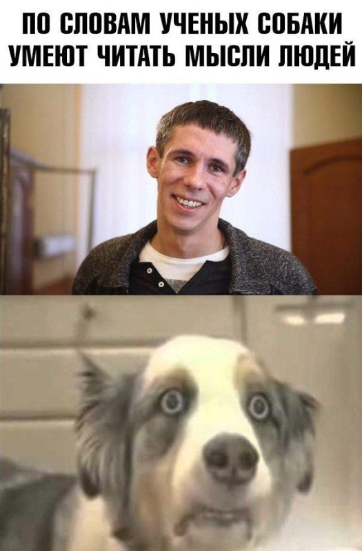 Собака Мем
