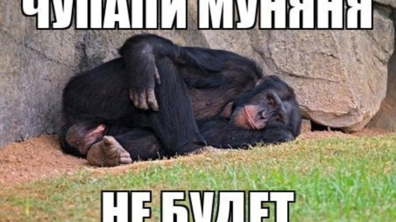 Чупапи муняня Мем