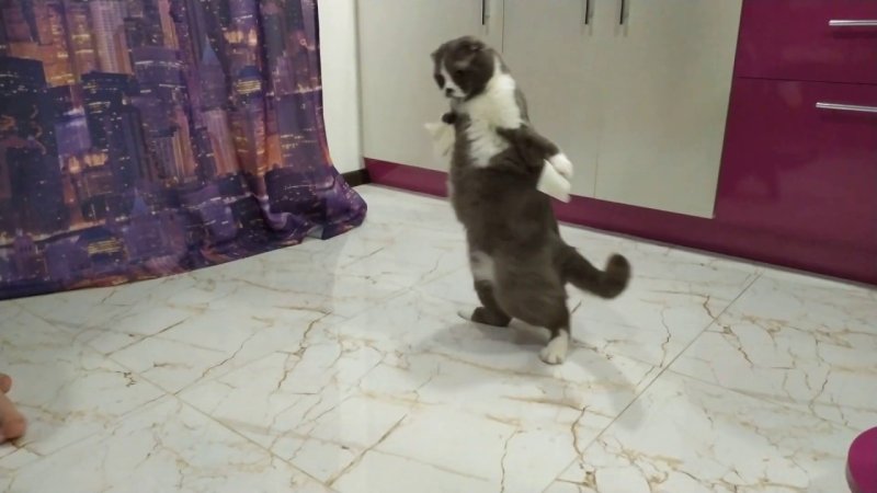 Кот со скотчем на лапах Мем