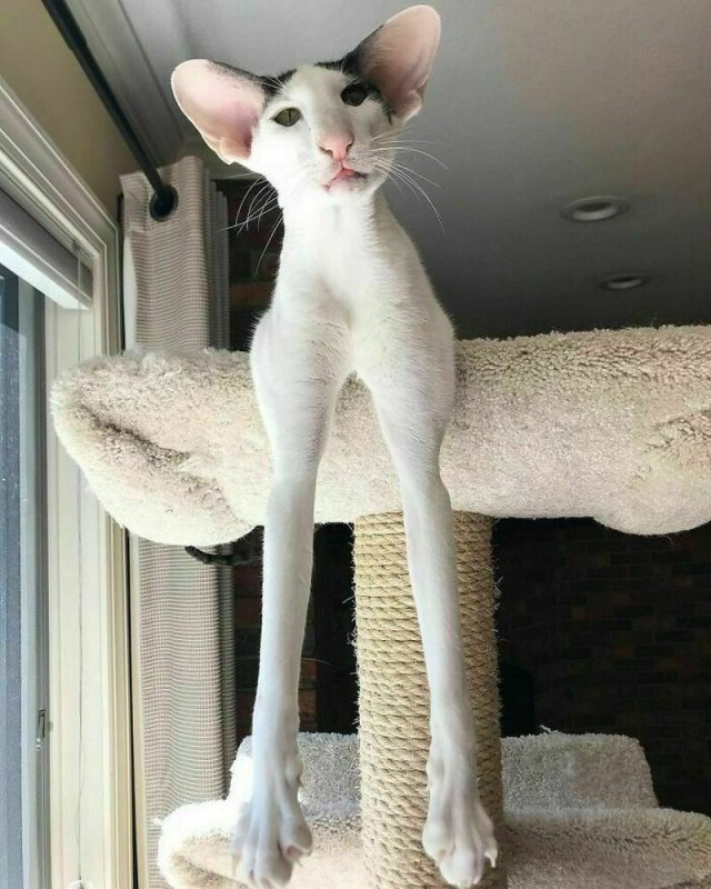 Ушастый кот порода Ориентал