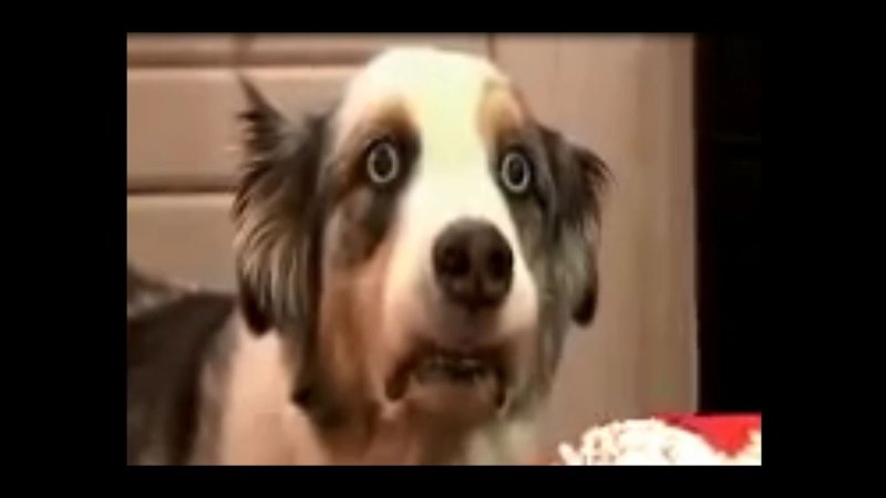 Вьетнамские флешбеки Мем с собакой