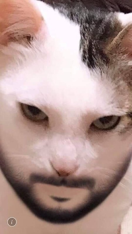 Кошачье лицо