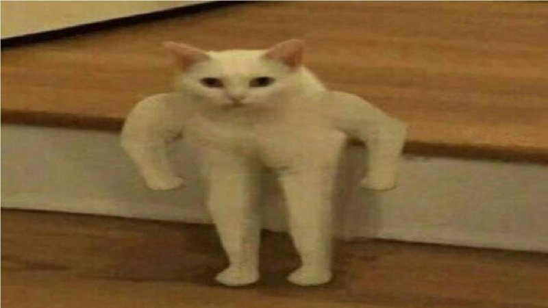 Котик с кулачками