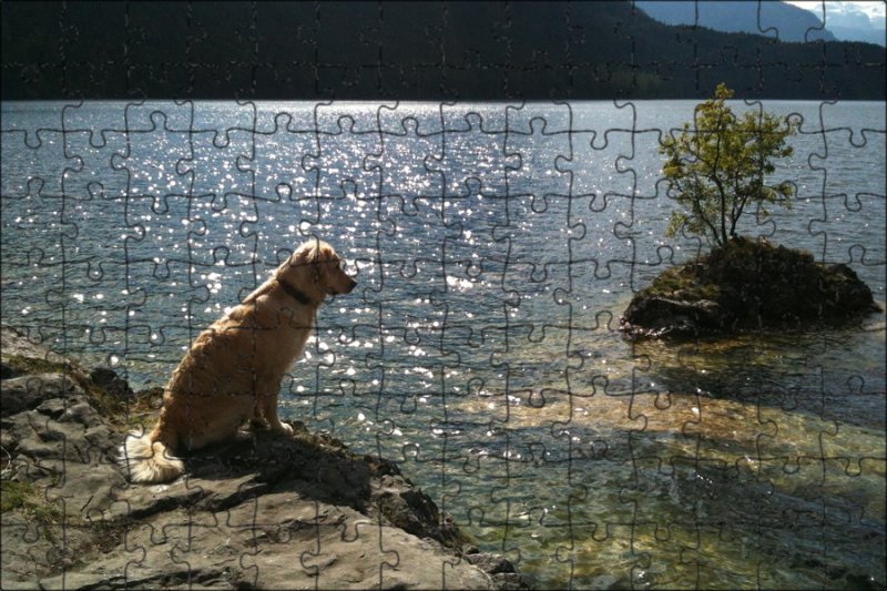 Собака в горах