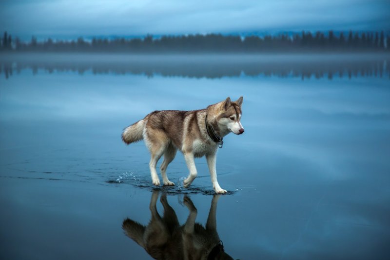 Хаски Байкал