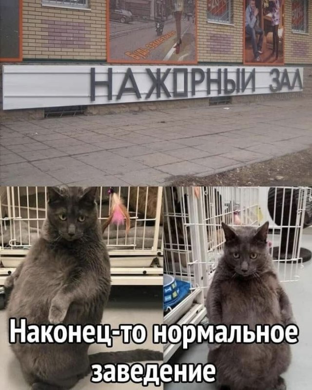 Тренажерный зал Мем с котом наконец то нормальное заведение