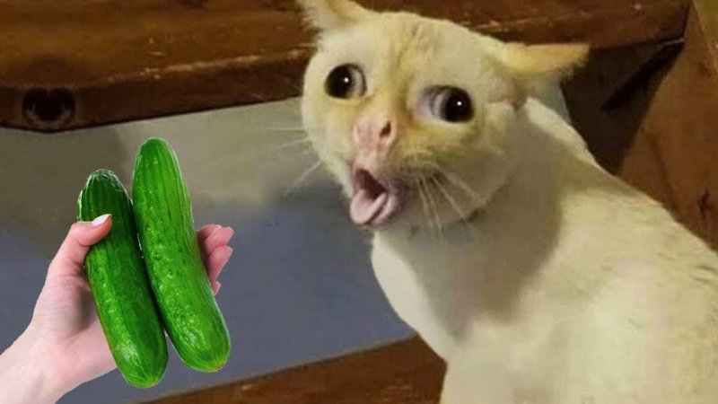 Кот кашляет Мем