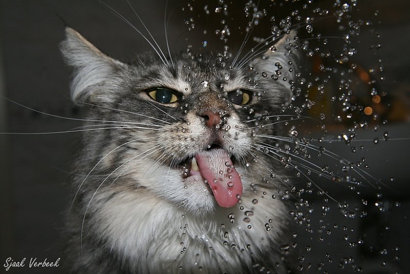 Котики дождь