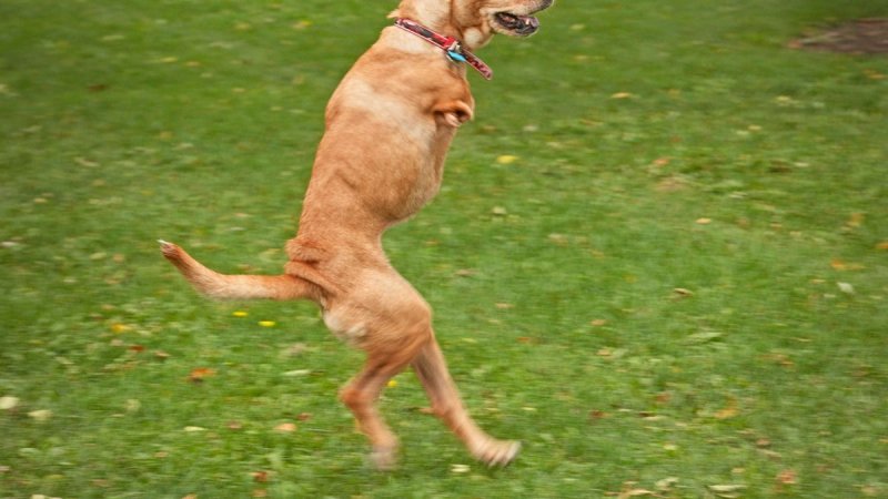 Собака на двух лапах