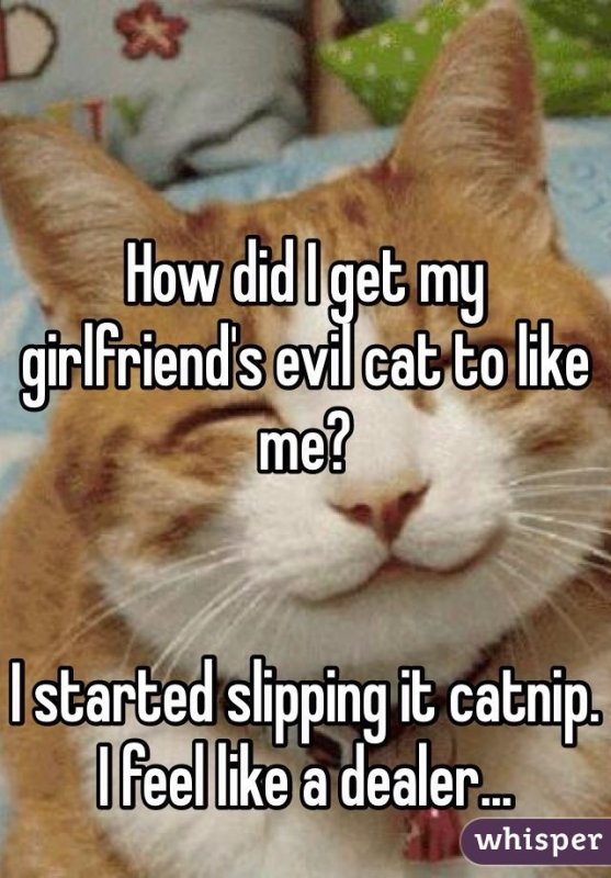 Узкоглазые коты