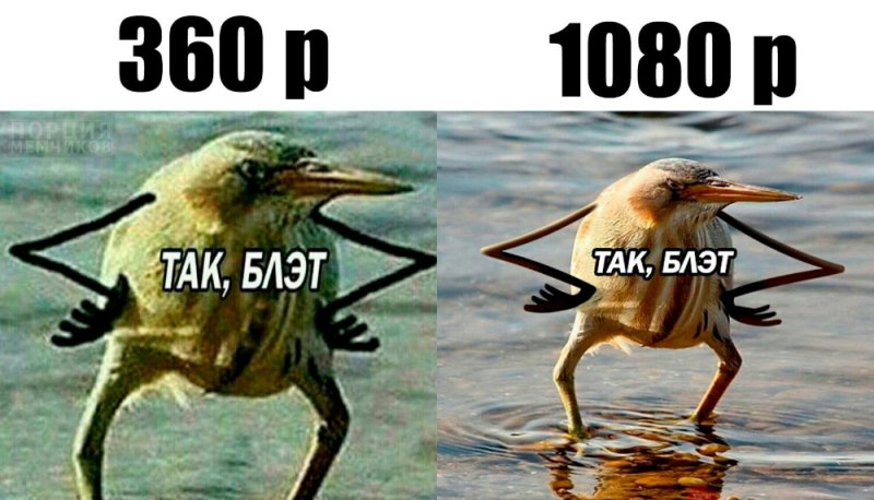 Мем с птицей так блэт