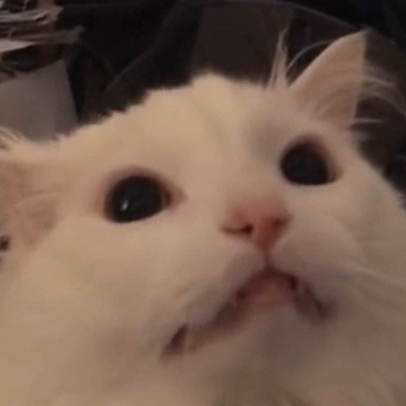 Мем оорущиц кот