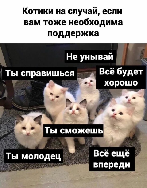 Мемы с котами