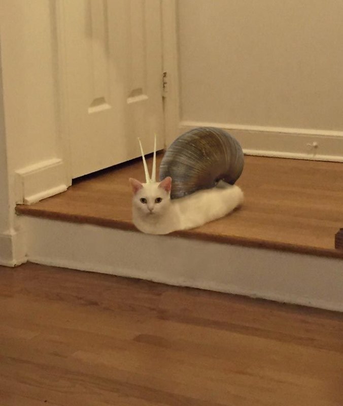 Кот на лестнице Мем