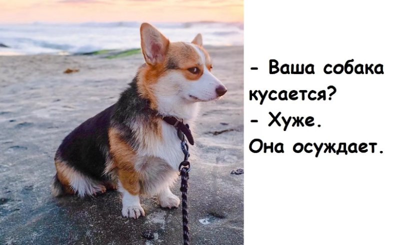 Ваша собака кусается нет она осуждает