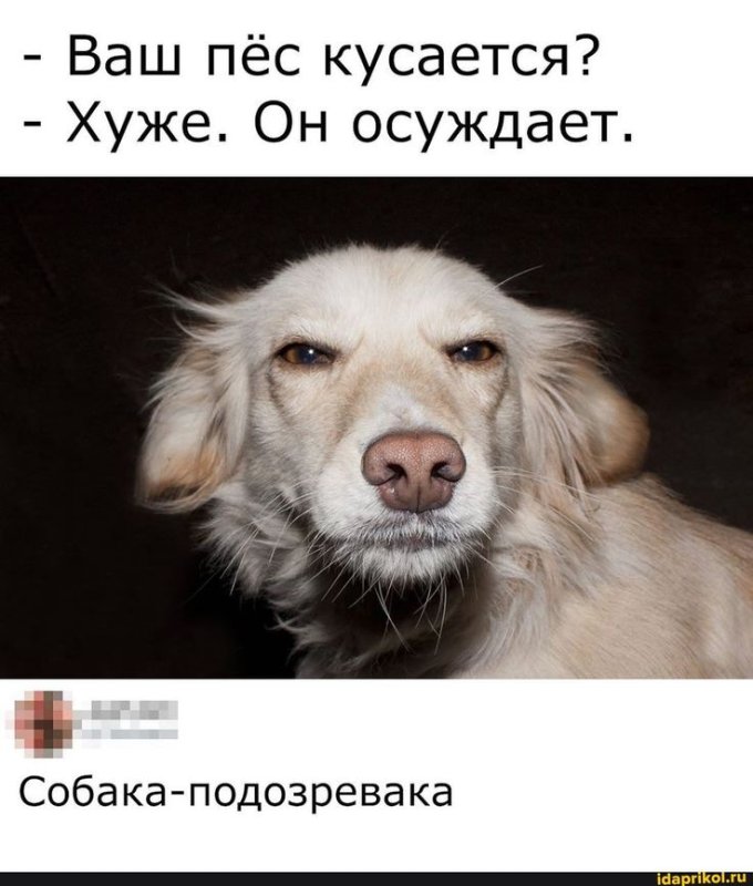 Подозревающая собака Мем