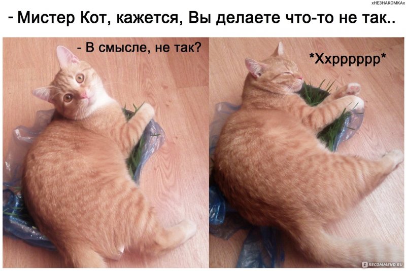 Мистер кот