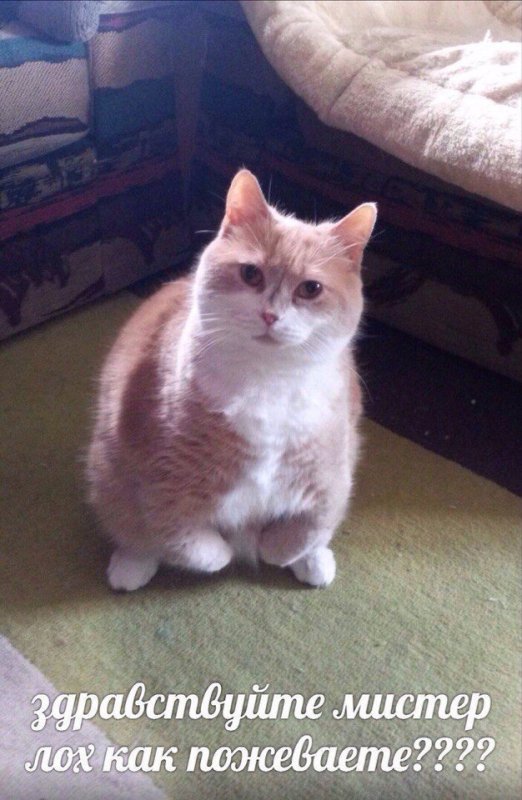 Досвидание Мистер лох кот