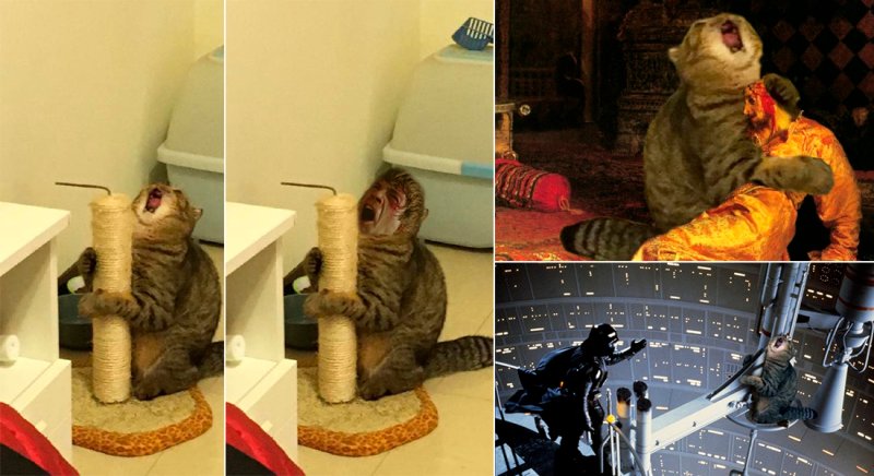 Кот и когтеточка Мем