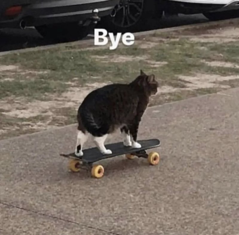Кот на скейте