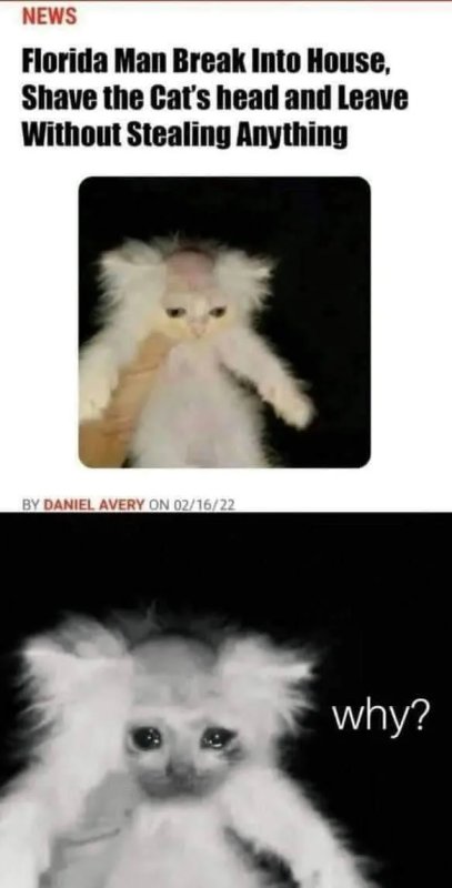 Кот с выбритой башкой