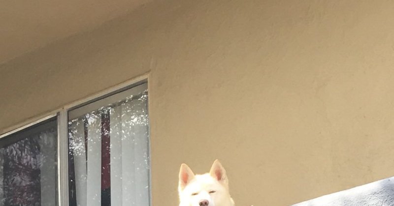 Собака осуждает