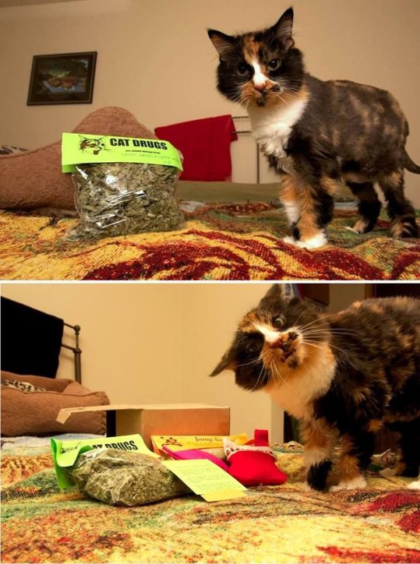 Славный котик