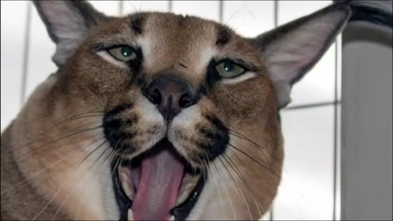 Каракал Шлепа большой русский кот