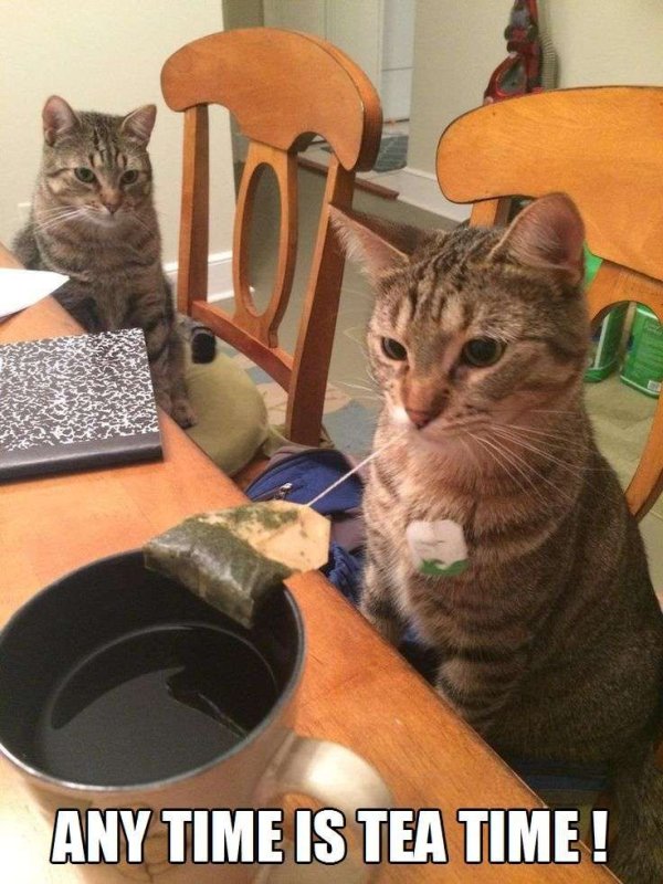 Чаепитие с котами