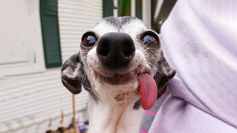 Собака с высунутым языком Мем