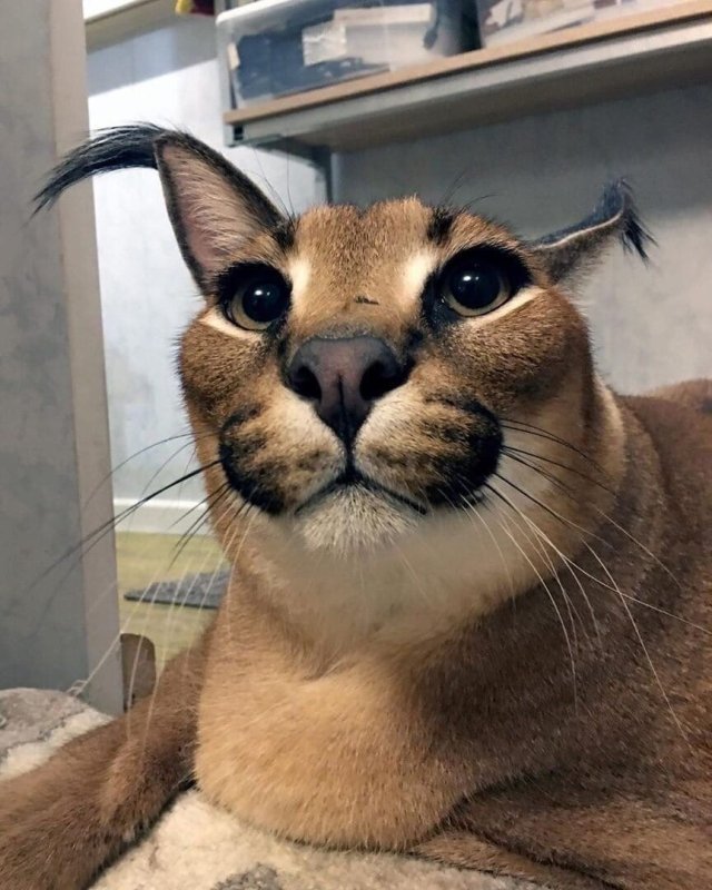 Каракал кот шлёпа