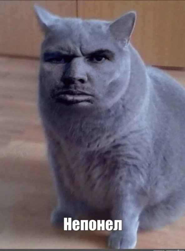 Кот Мем