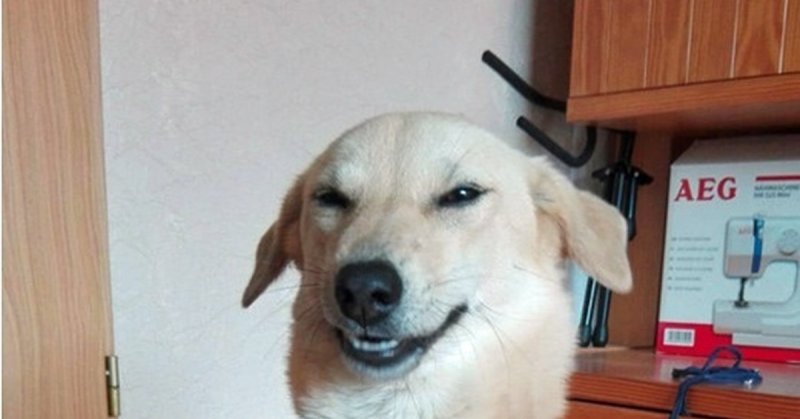 Собака с прищуром