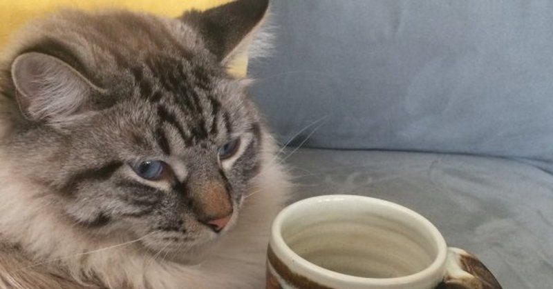 Кот с чашкой чая