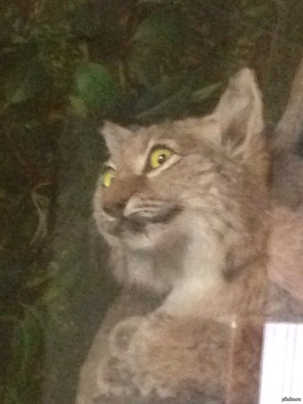 Упоротая Рысь