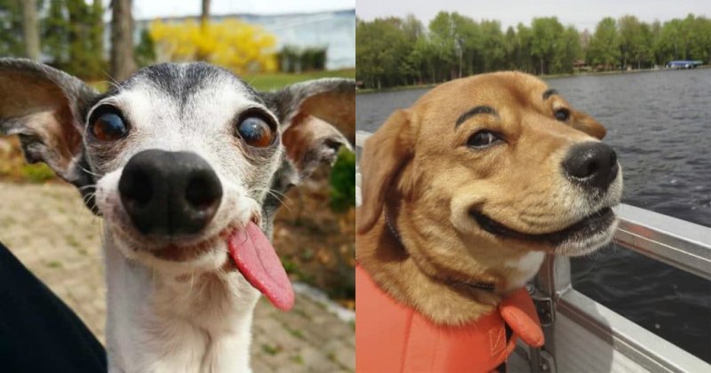 Смешная собака улыбается