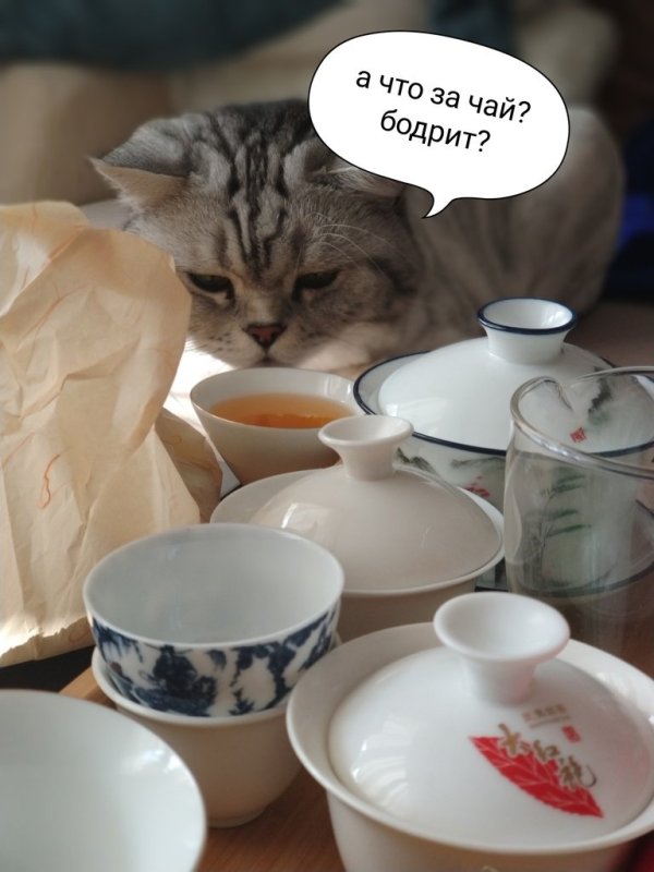 Кот пьет чай