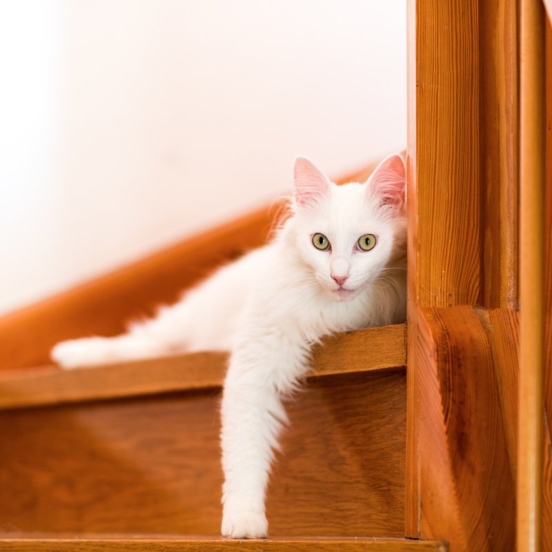 Рыжий котенок на лестнице