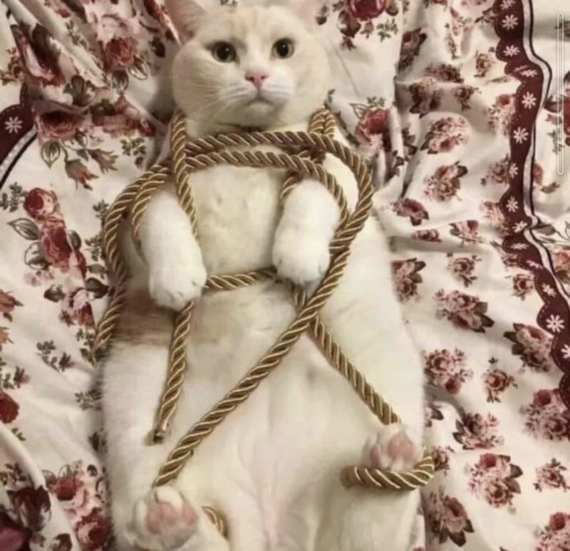 Кошка шибари