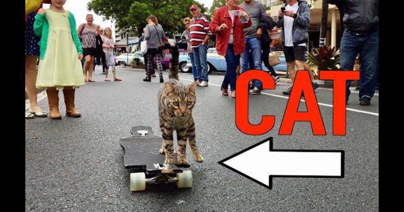 Кошка на скейте Мем