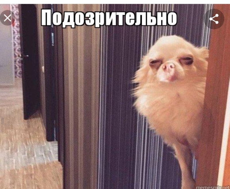 Собака подозревака Мем