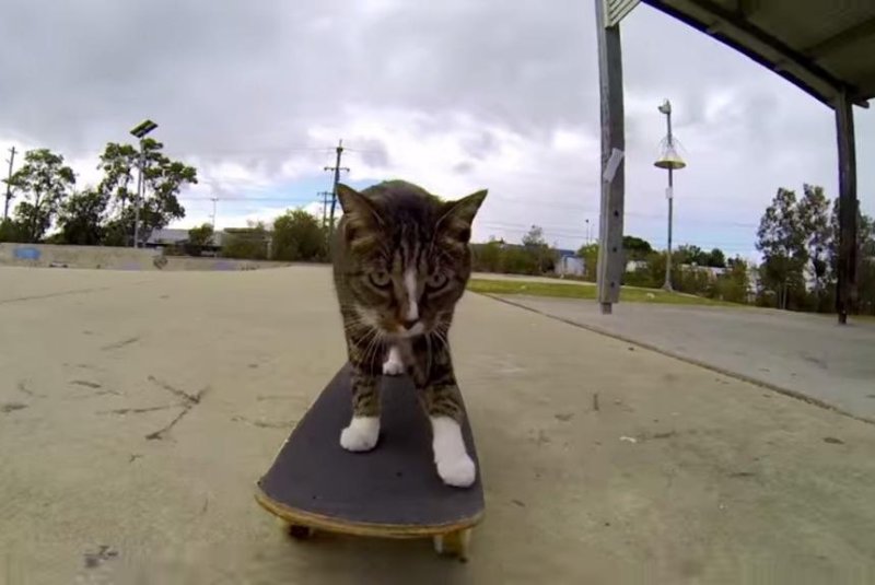 Кот на скейте Мем