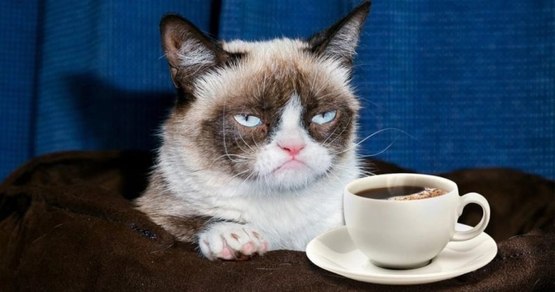 Кот и кофе