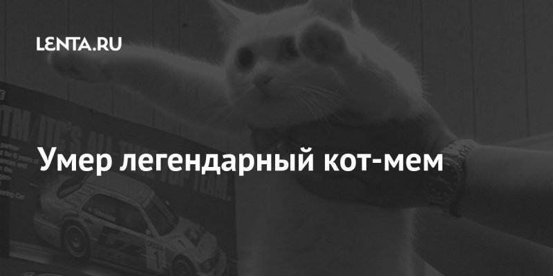Легендарные коты мемы
