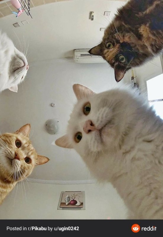 Мем с котами мы все уронили